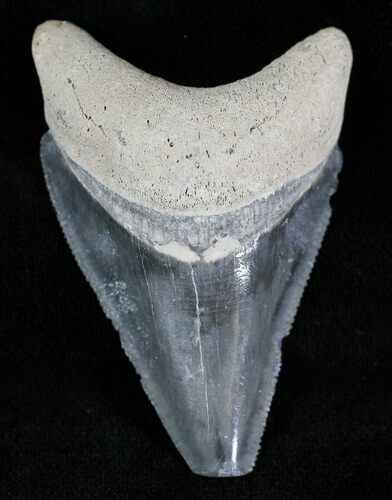 Serrated, Grey Bone Valley Megalodon Tooth #21560